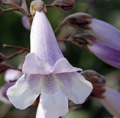 Árbol de Paulownia y las abejas