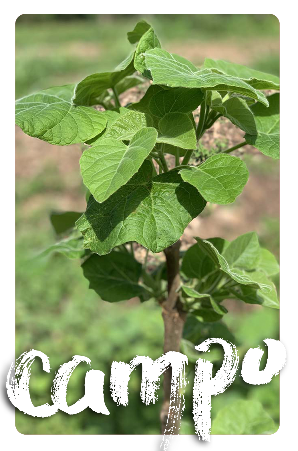 Campo